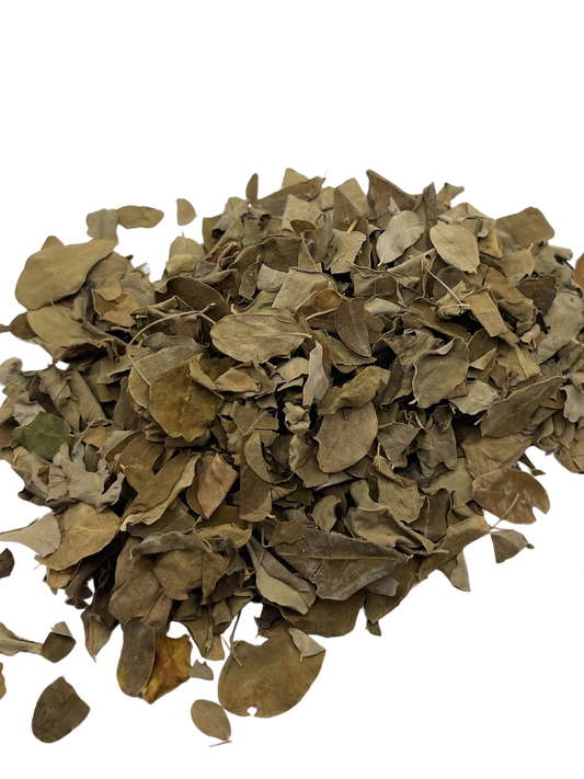 Moringa - Tibbiya